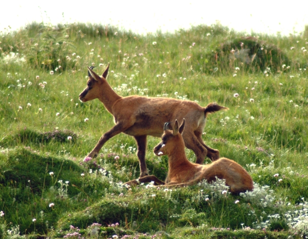 Camoscio d''Abruzzo Rupicapra pyrenaica ornata